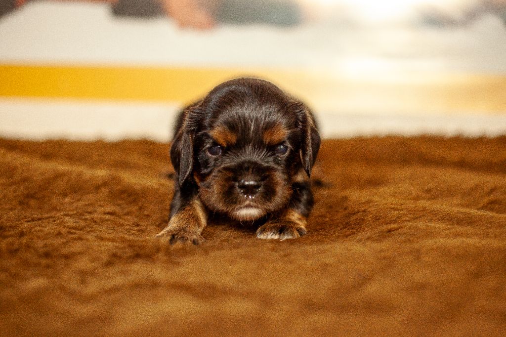 Du Mont Des Crocs Blancs - Chiot disponible  - Cavalier King Charles Spaniel