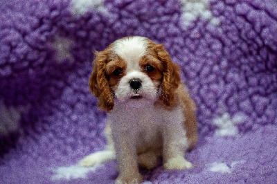 Du Mont Des Crocs Blancs - Cavalier King Charles Spaniel - Portée née le 02/11/2024