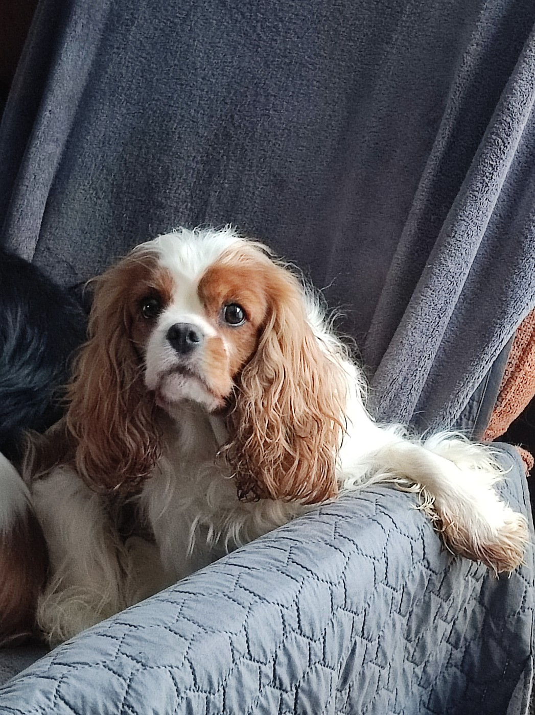 Ursuline De  castelburry