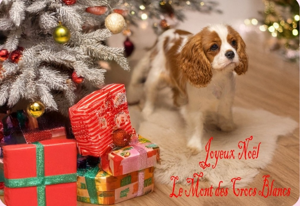 Bonnes fêtes de fin d'année