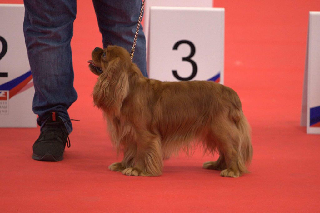 Championnat de France et d 'Europe 