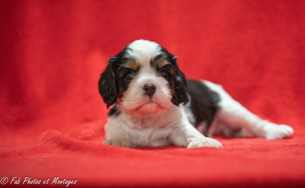 Du Mont Des Crocs Blancs - Chiots disponibles - Cavalier King Charles Spaniel