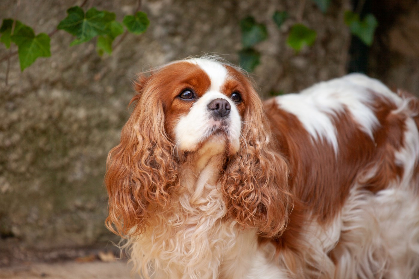Chiot Cavalier King Charles Spaniel Du Mont Des Crocs Blancs