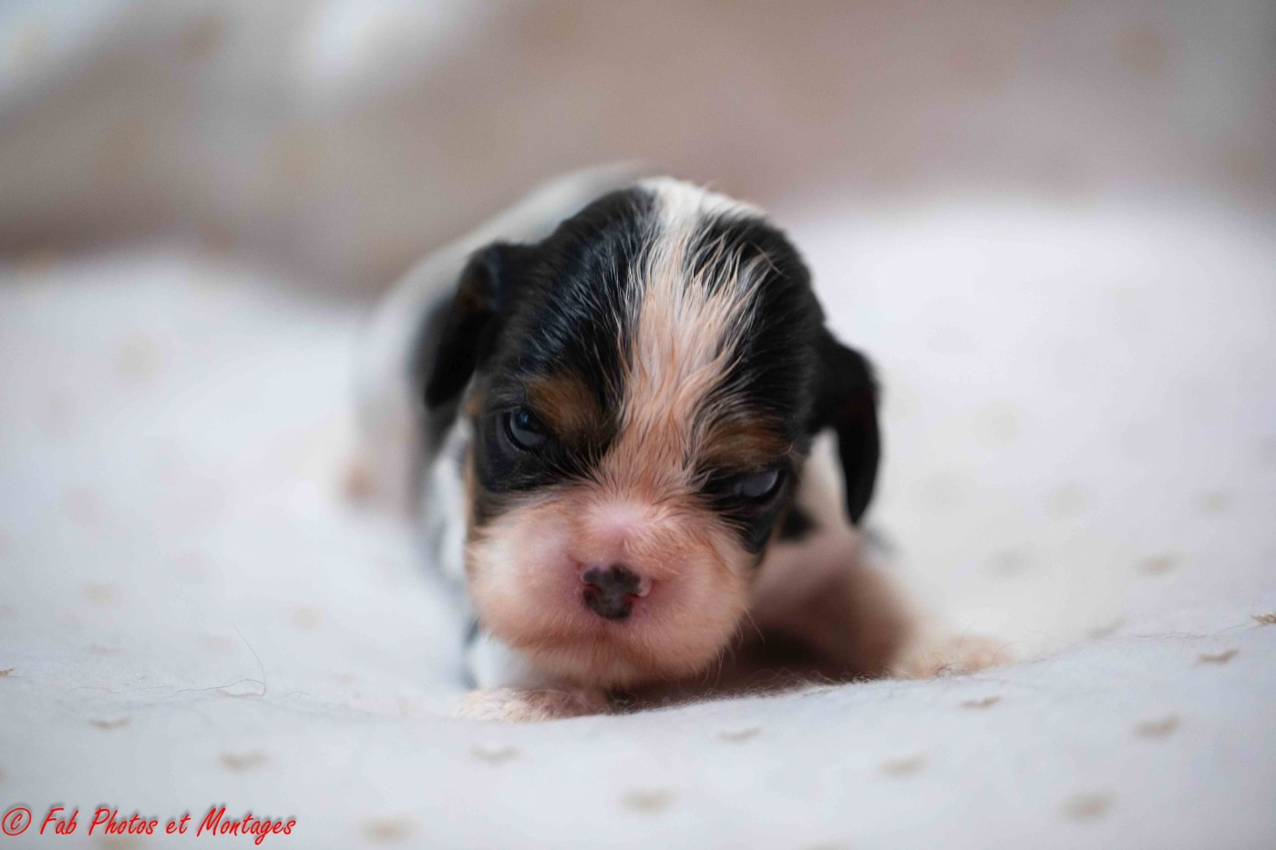 Du Mont Des Crocs Blancs - Cavalier King Charles Spaniel - Portée née le 05/11/2025