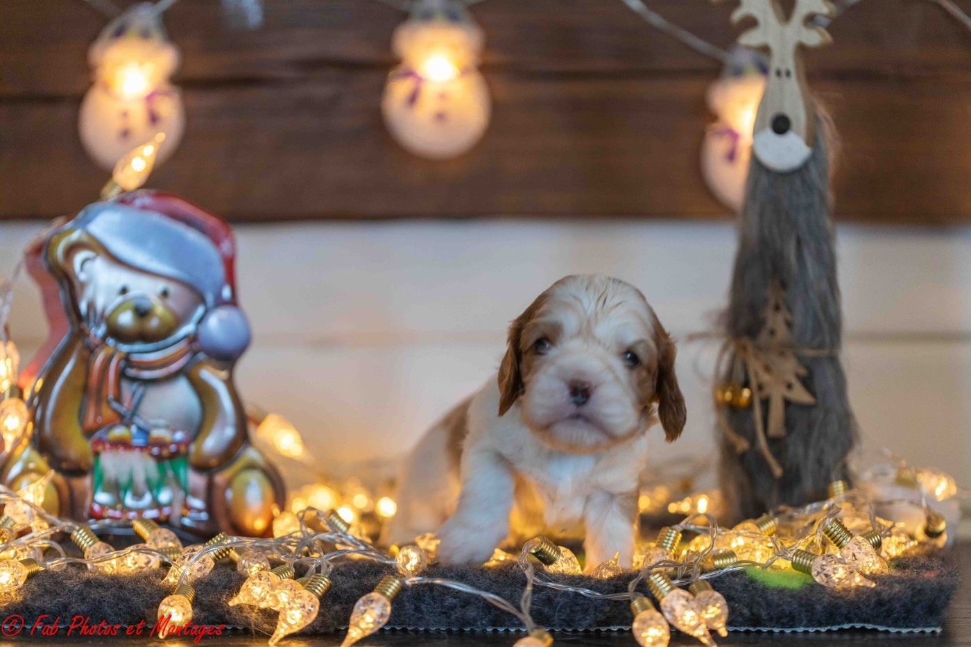 Du Mont Des Crocs Blancs - Chiots disponibles - Cavalier King Charles Spaniel