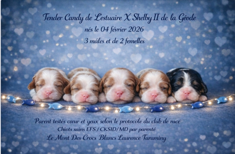 Chiot Cavalier King Charles Spaniel Du Mont Des Crocs Blancs