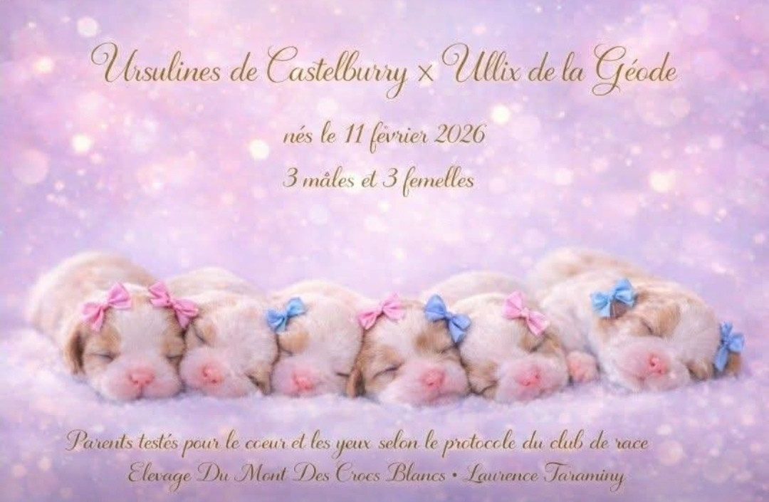 Chiot Cavalier King Charles Spaniel Du Mont Des Crocs Blancs