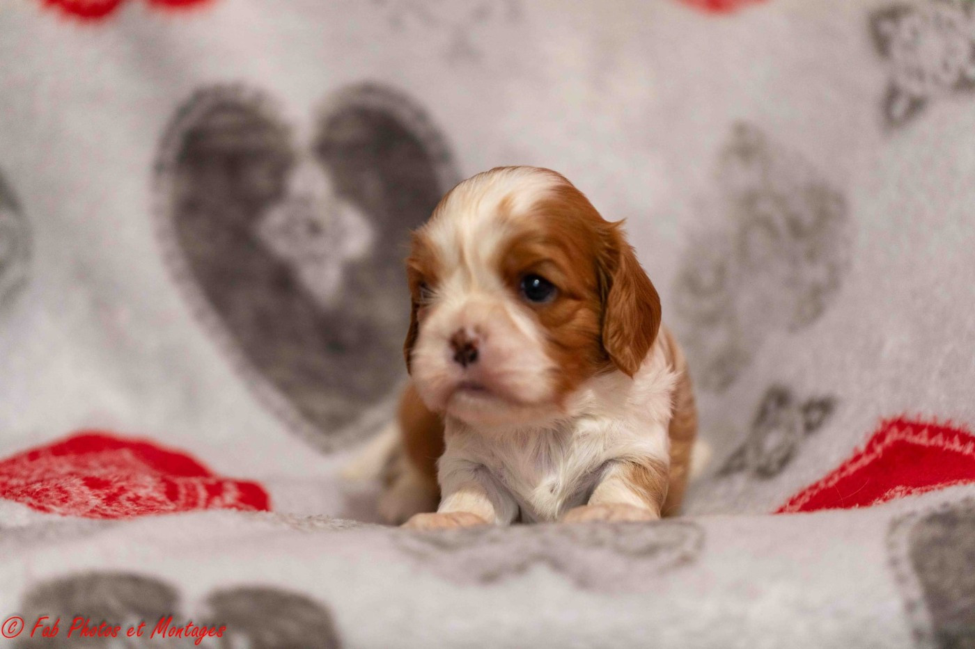 Du Mont Des Crocs Blancs - Chiots disponibles - Cavalier King Charles Spaniel