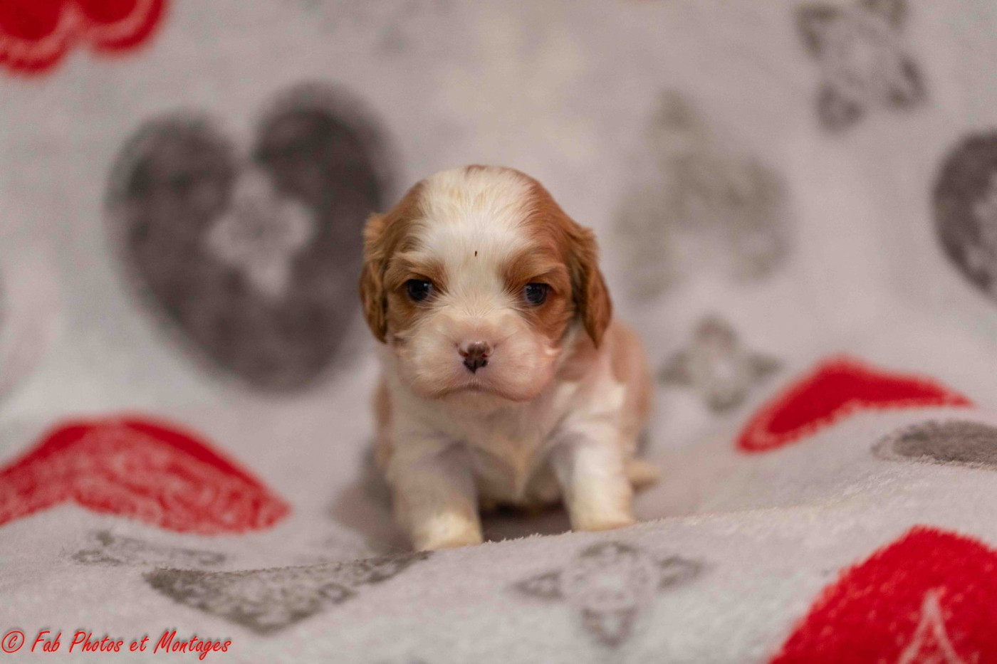 Du Mont Des Crocs Blancs - Chiots disponibles - Cavalier King Charles Spaniel