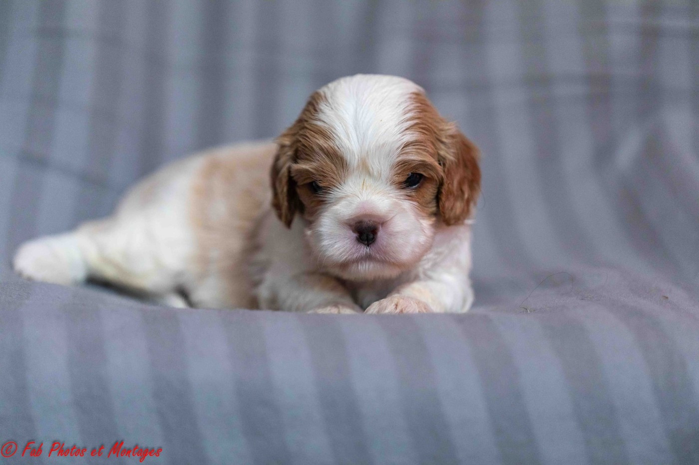 Du Mont Des Crocs Blancs - Chiots disponibles - Cavalier King Charles Spaniel