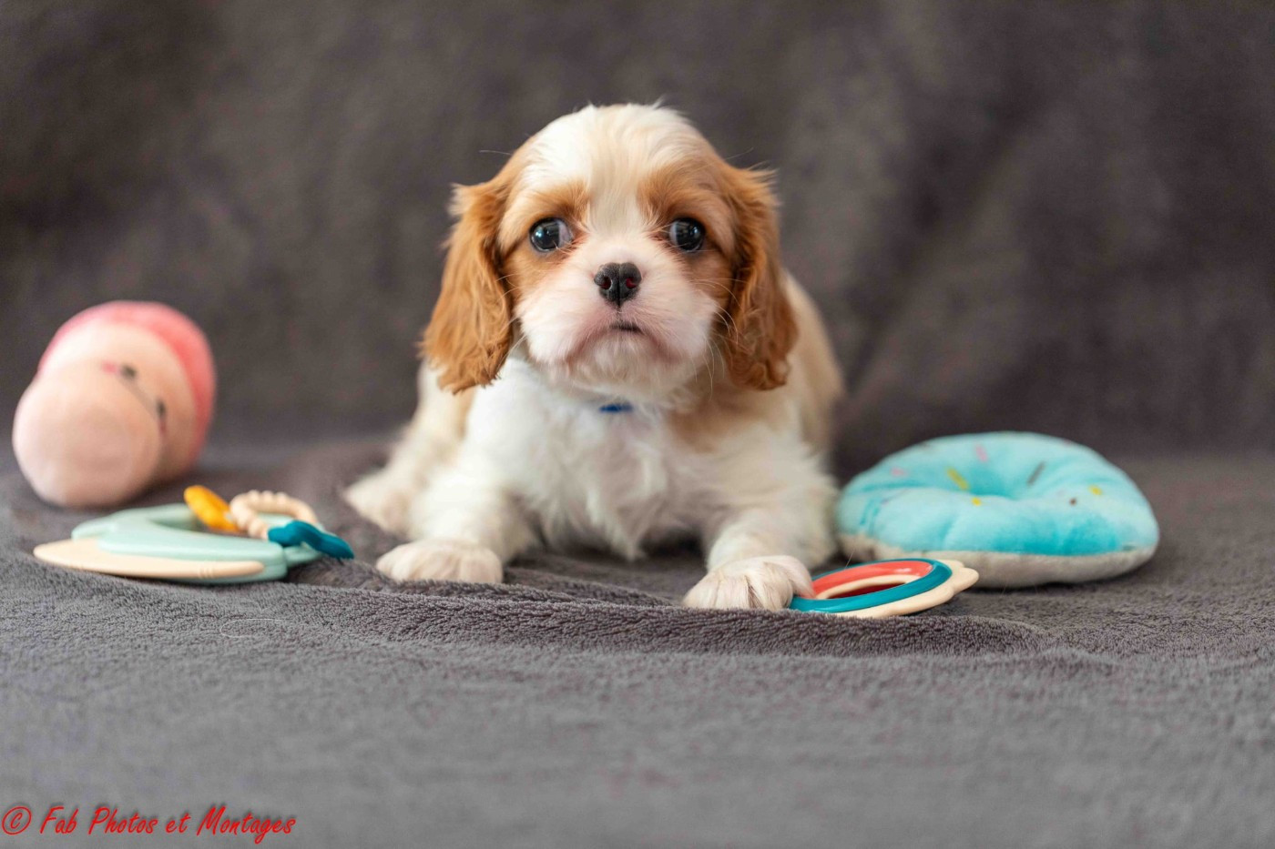 Du Mont Des Crocs Blancs - Chiots disponibles - Cavalier King Charles Spaniel