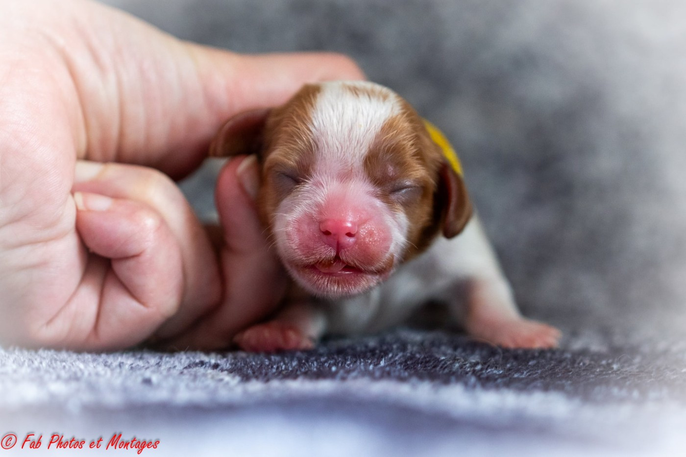 Du Mont Des Crocs Blancs - Chiots disponibles - Cavalier King Charles Spaniel
