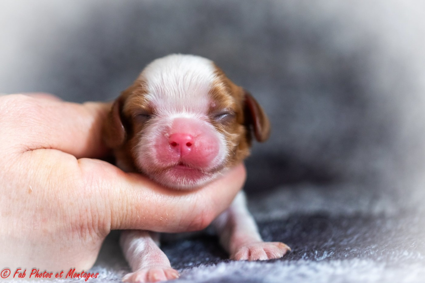 Du Mont Des Crocs Blancs - Chiots disponibles - Cavalier King Charles Spaniel