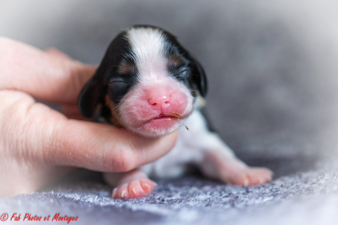 Du Mont Des Crocs Blancs - Chiots disponibles - Cavalier King Charles Spaniel