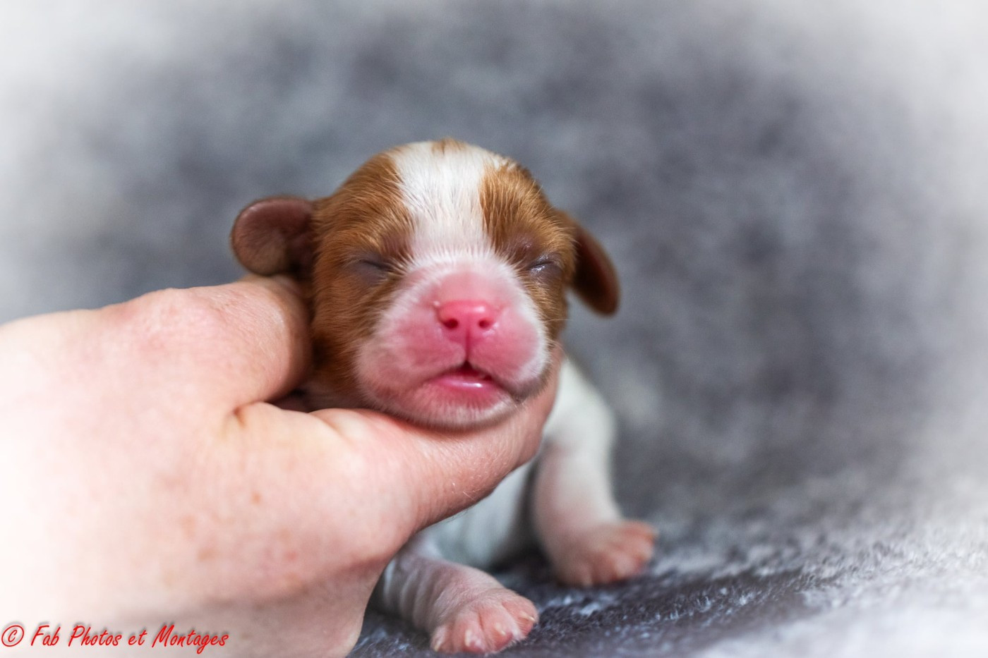 Du Mont Des Crocs Blancs - Chiots disponibles - Cavalier King Charles Spaniel