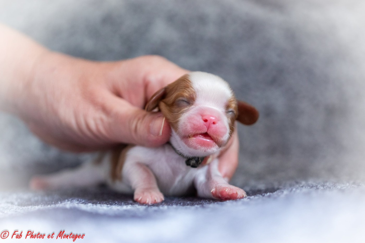 Du Mont Des Crocs Blancs - Chiots disponibles - Cavalier King Charles Spaniel