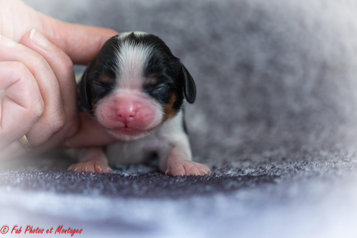 Du Mont Des Crocs Blancs - Chiots disponibles - Cavalier King Charles Spaniel