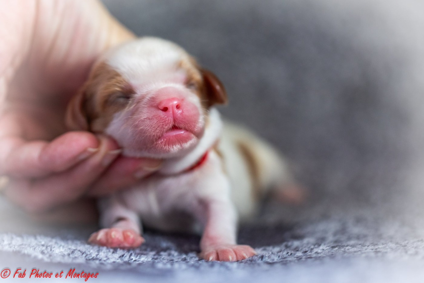Du Mont Des Crocs Blancs - Chiots disponibles - Cavalier King Charles Spaniel