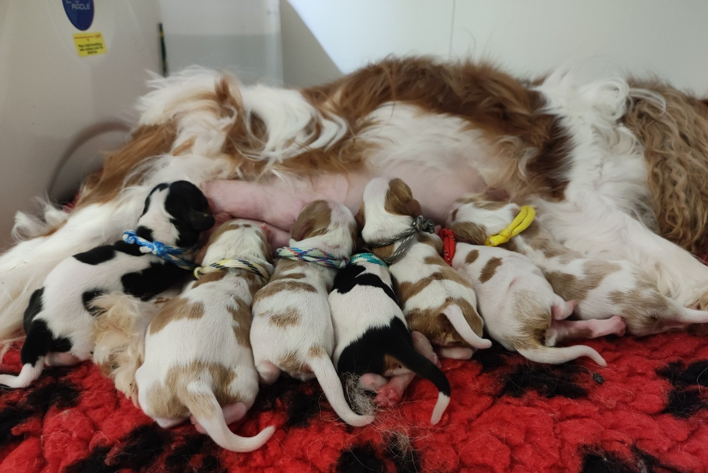 Chiot Cavalier King Charles Spaniel Du Mont Des Crocs Blancs