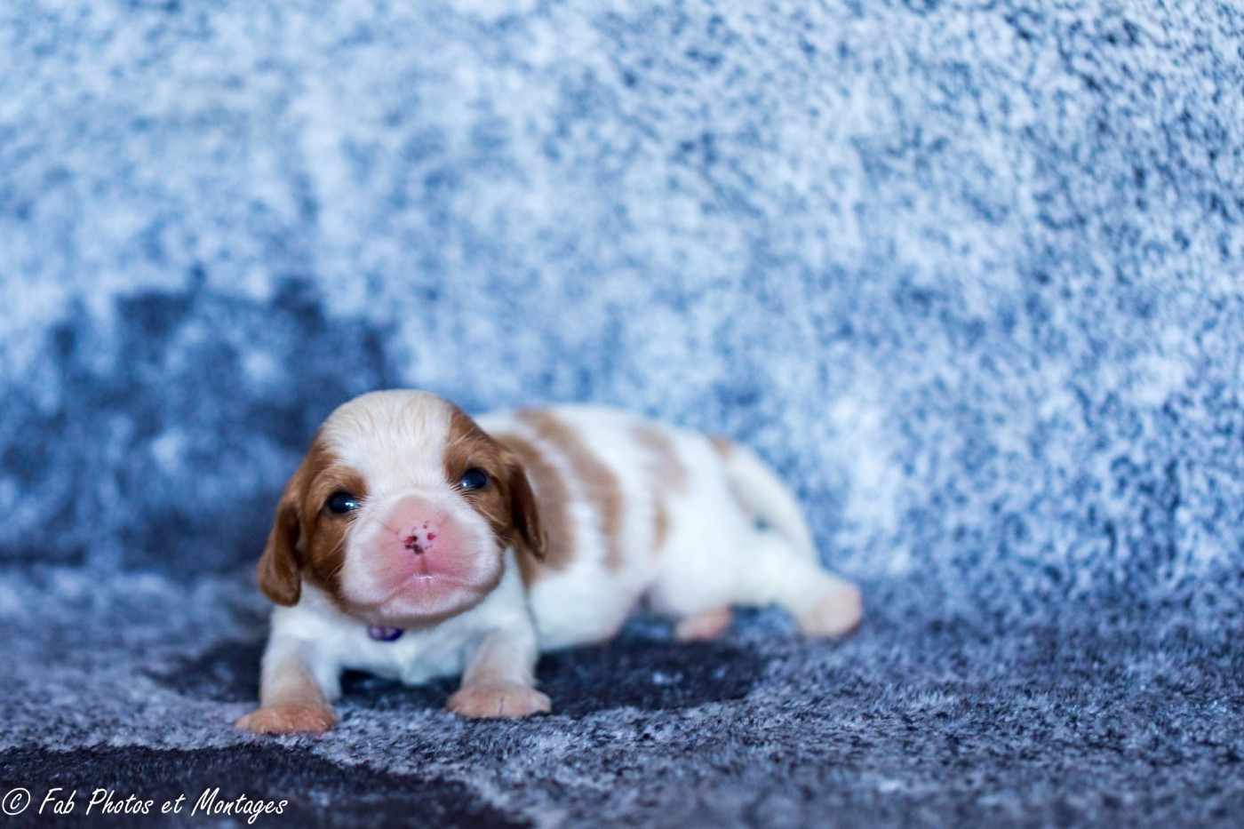 Du Mont Des Crocs Blancs - Chiots disponibles - Cavalier King Charles Spaniel