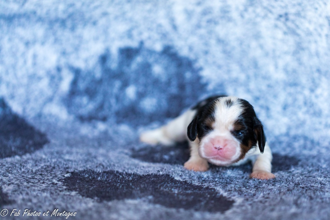 Du Mont Des Crocs Blancs - Chiots disponibles - Cavalier King Charles Spaniel