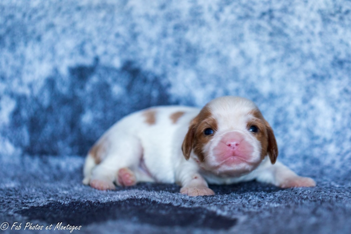 Du Mont Des Crocs Blancs - Chiots disponibles - Cavalier King Charles Spaniel