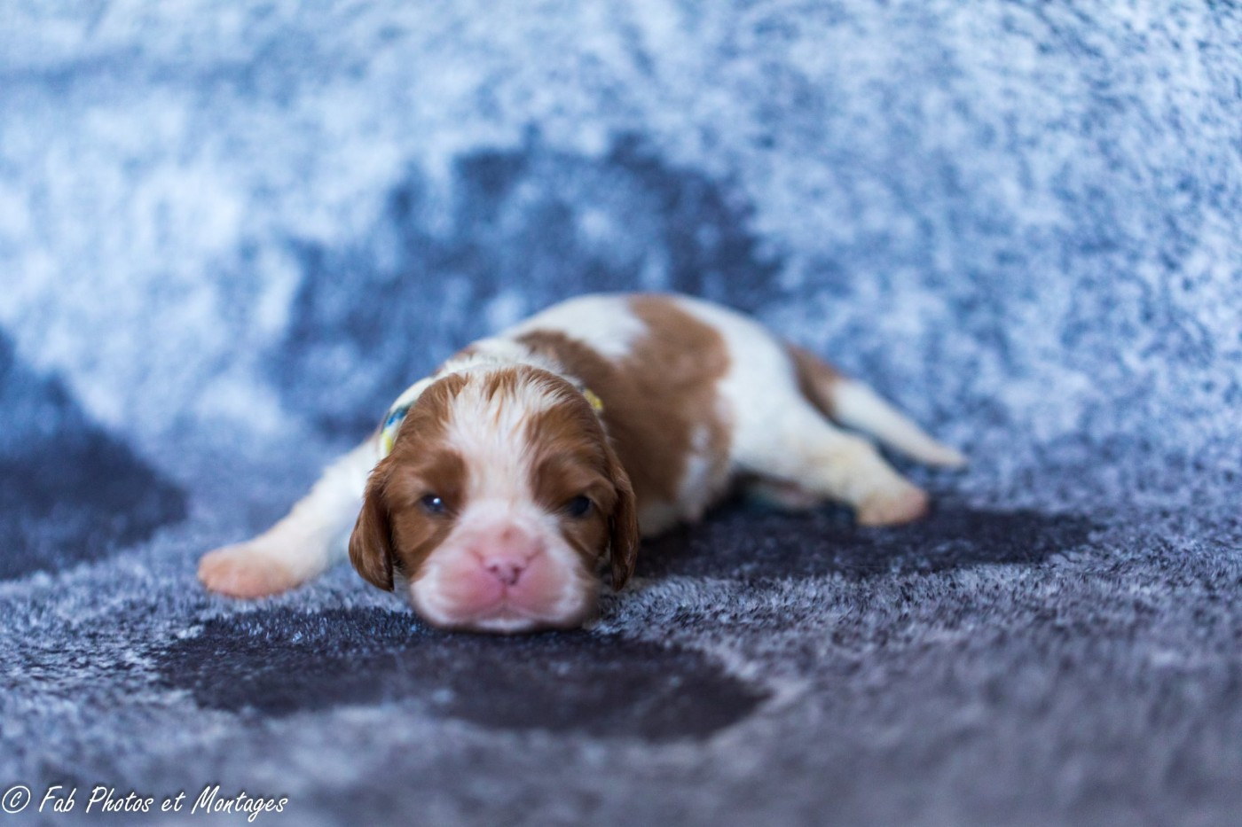 Du Mont Des Crocs Blancs - Chiots disponibles - Cavalier King Charles Spaniel