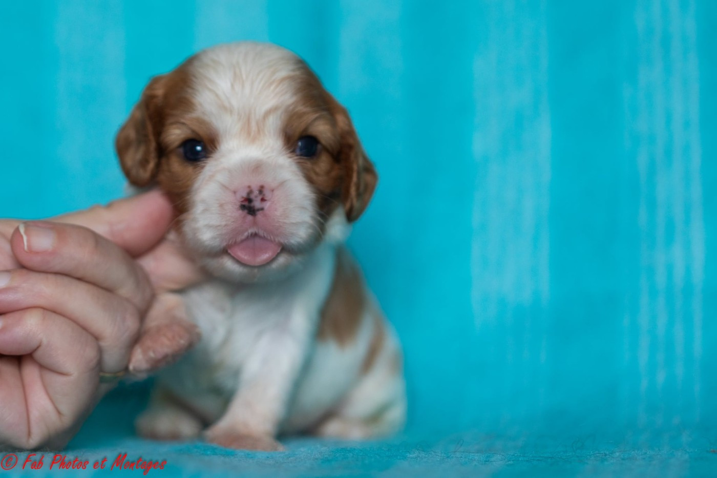 Du Mont Des Crocs Blancs - Chiots disponibles - Cavalier King Charles Spaniel