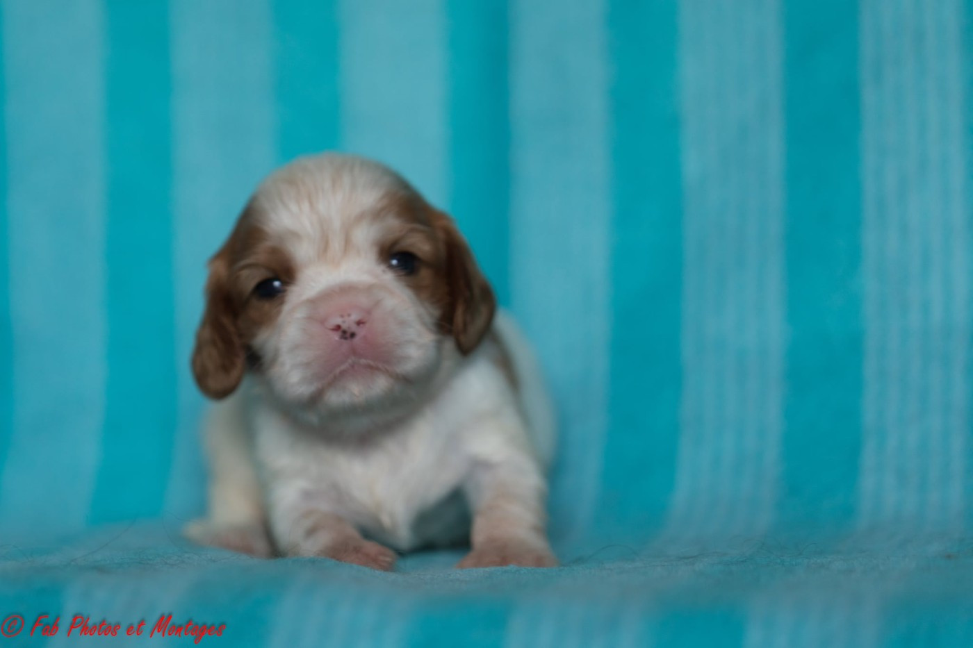 Du Mont Des Crocs Blancs - Chiots disponibles - Cavalier King Charles Spaniel