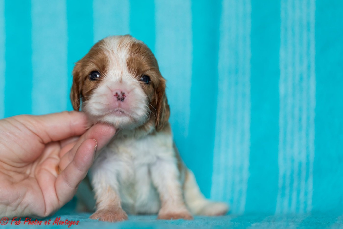 Du Mont Des Crocs Blancs - Chiots disponibles - Cavalier King Charles Spaniel