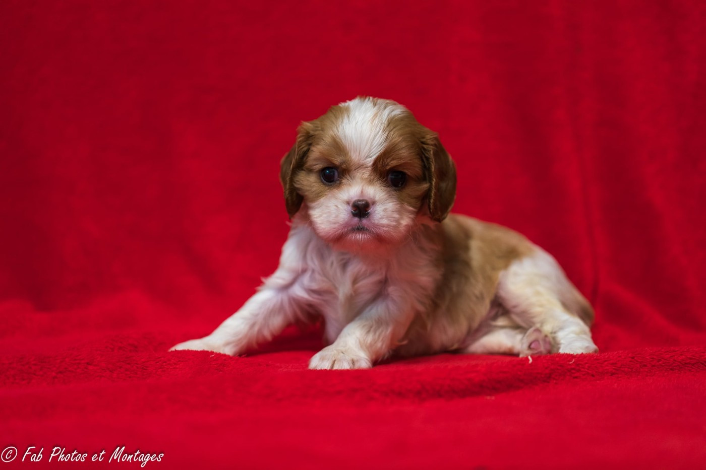 Du Mont Des Crocs Blancs - Chiots disponibles - Cavalier King Charles Spaniel