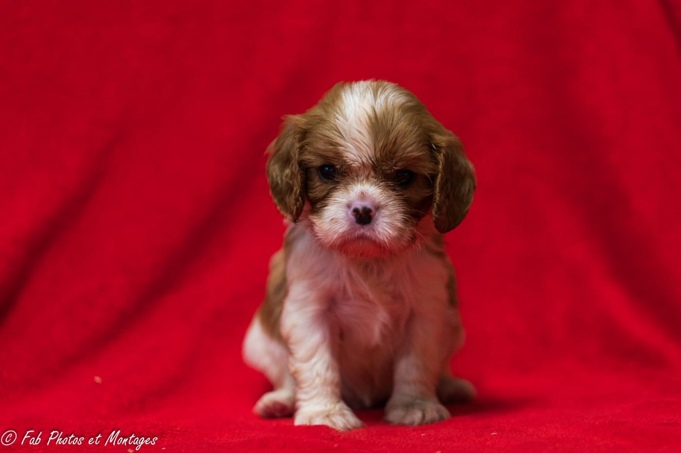 Du Mont Des Crocs Blancs - Chiots disponibles - Cavalier King Charles Spaniel