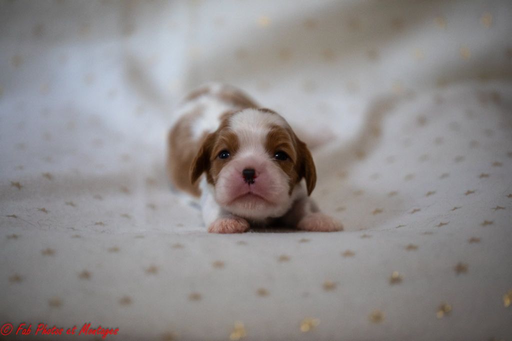 Du Mont Des Crocs Blancs - Chiots disponibles - Cavalier King Charles Spaniel