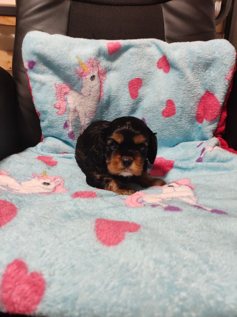 Du Mont Des Crocs Blancs - Chiots disponibles - Cavalier King Charles Spaniel