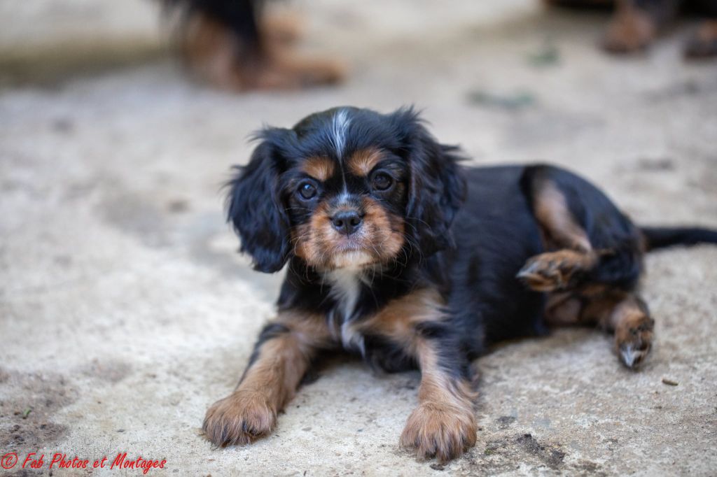 Du Mont Des Crocs Blancs - Chiots disponibles - Cavalier King Charles Spaniel