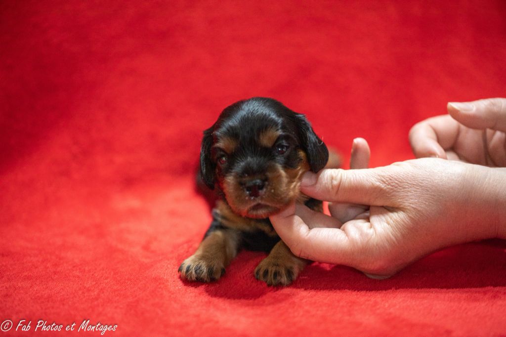 Du Mont Des Crocs Blancs - Chiots disponibles - Cavalier King Charles Spaniel