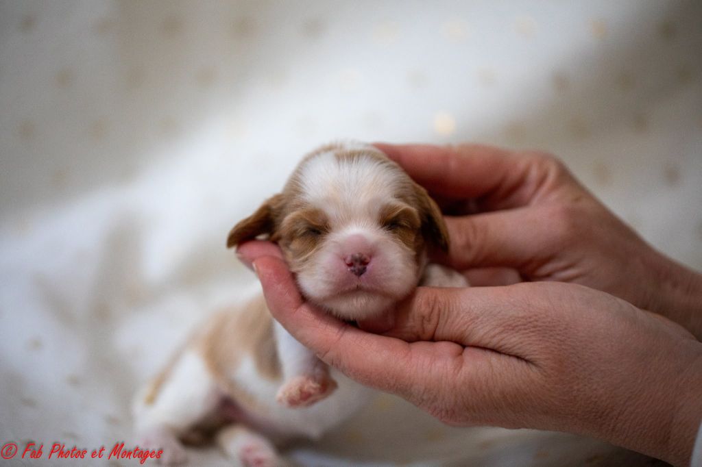 Du Mont Des Crocs Blancs - Chiots disponibles - Cavalier King Charles Spaniel