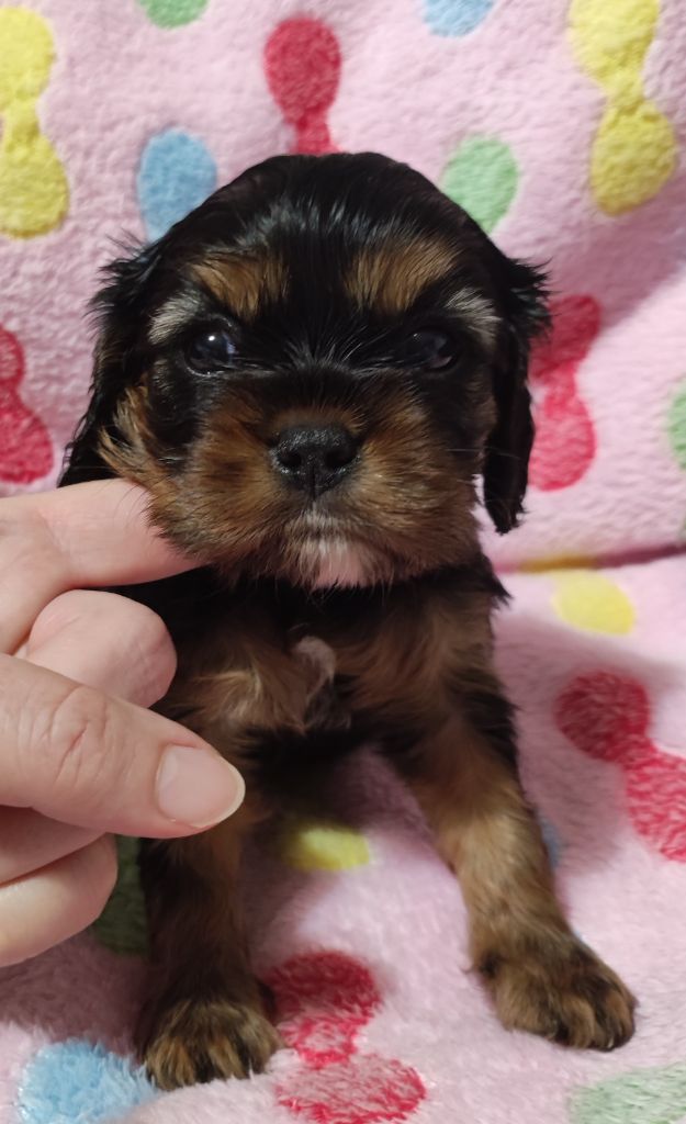 Du Mont Des Crocs Blancs - Chiots disponibles - Cavalier King Charles Spaniel
