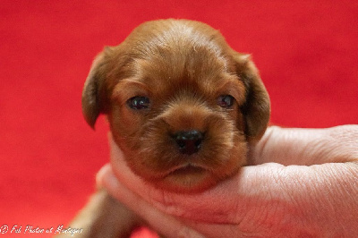CHIOT 7