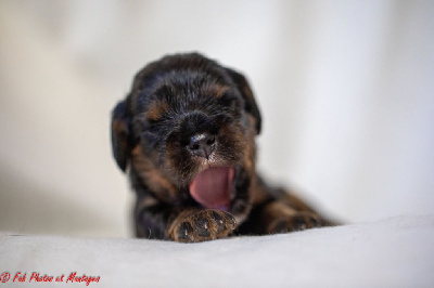 CHIOT 2