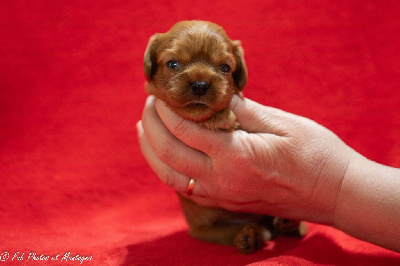 CHIOT 6