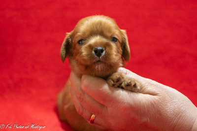 CHIOT 2