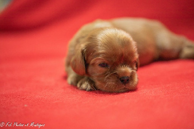 CHIOT 5