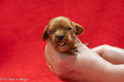 CHIOT 1