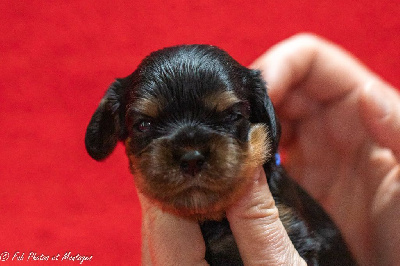 CHIOT 4