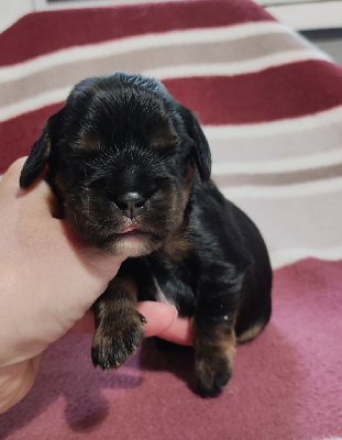 CHIOT 3