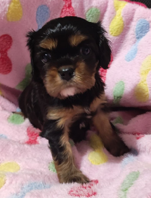 CHIOT 2