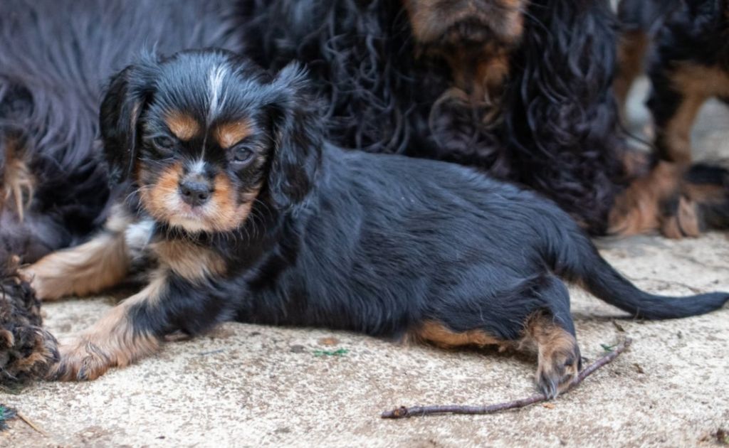 Du Mont Des Crocs Blancs - Chiots disponibles - Cavalier King Charles Spaniel