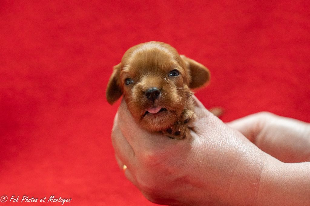 Du Mont Des Crocs Blancs - Chiots disponibles - Cavalier King Charles Spaniel