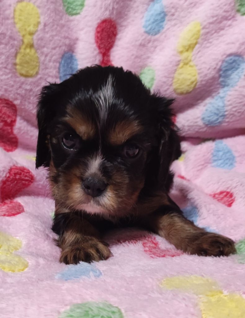 Du Mont Des Crocs Blancs - Chiots disponibles - Cavalier King Charles Spaniel